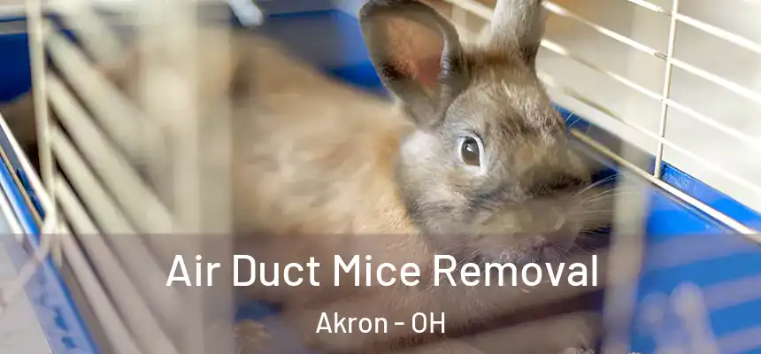Air Duct Mice Removal Akron - OH